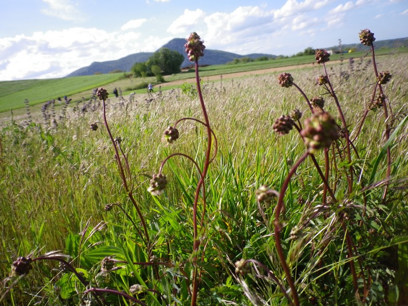 Nel prato col gambo rosso - Sanguisorba minor Scop.